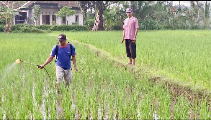 SEMANGAT: Petani melakukan pemupukan padi di sawahnya agar tumbuh dengan baik.