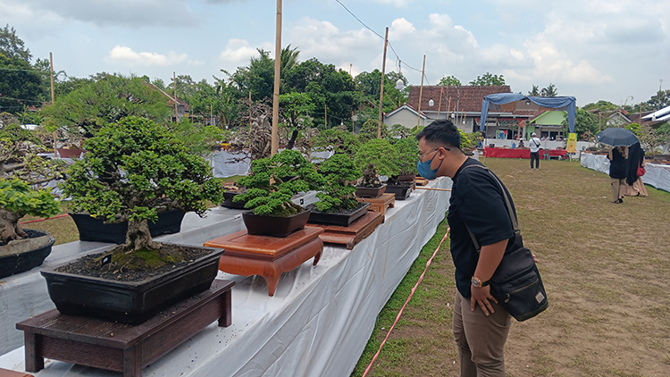 DIPAMERKAN: Pengunjung melihat keunikan tanaman bonsai, kemarin (26/12), di Lapangan Desa Kertonegoro, Kecamatan Jenggawah.