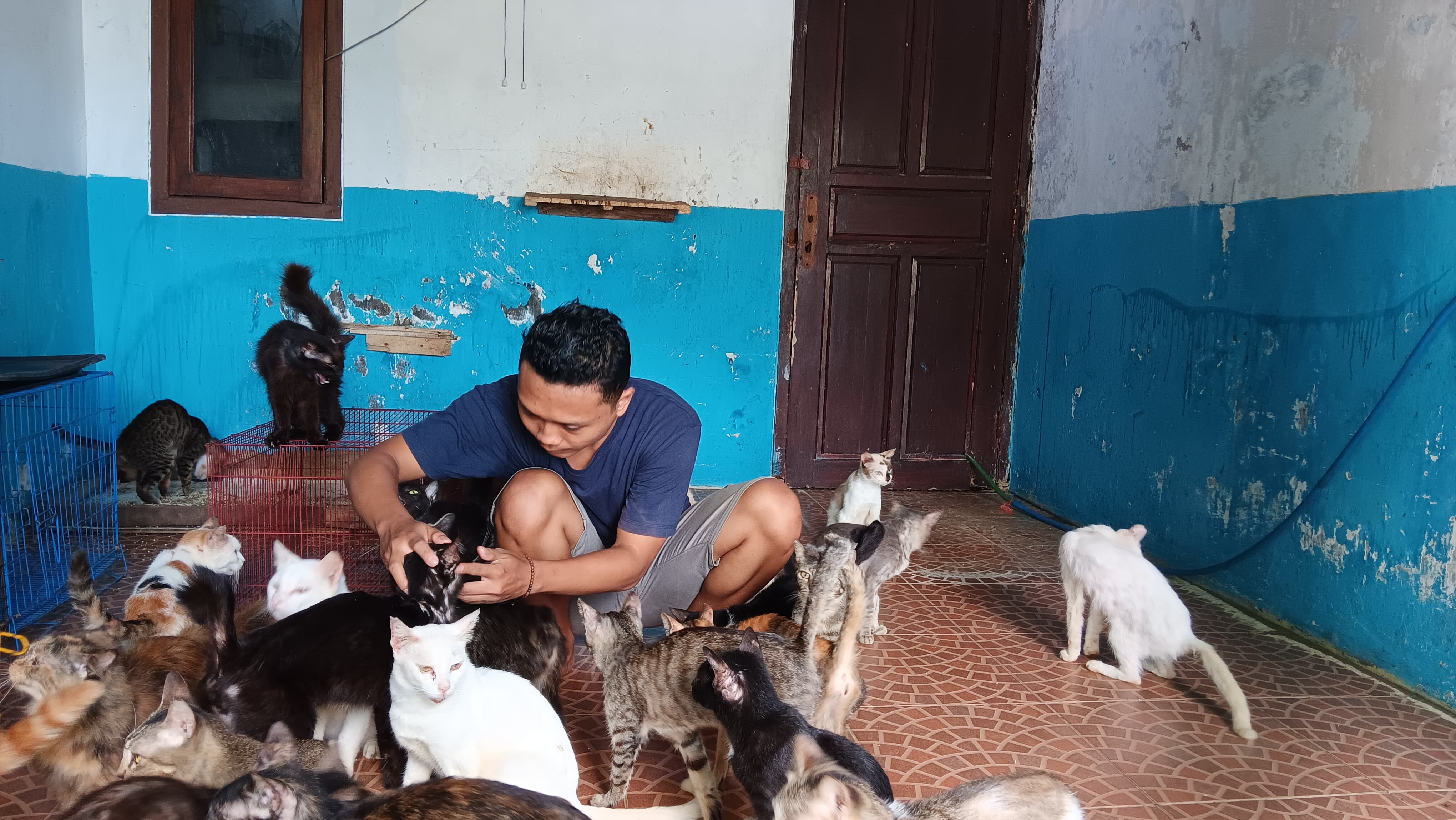 RUMAH KUCING: Selain kucing yang bagus dan lucu, kucing telantar juga dirawat di Shelter Catty Home, Kranjingan, Kecamatan Sumbersari, kemarin.