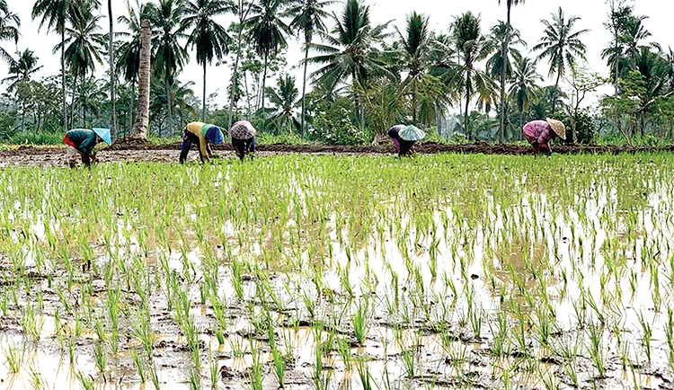 DITANAM: Sejumlah petani di Lumajang mulai menanam bibit padi di salah satu petak area persawahan.