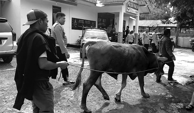 DIKAWAL: Masyarakat turut berkumpul di halaman Polsek Pakem menyaksikan penangkapan maling sapi.