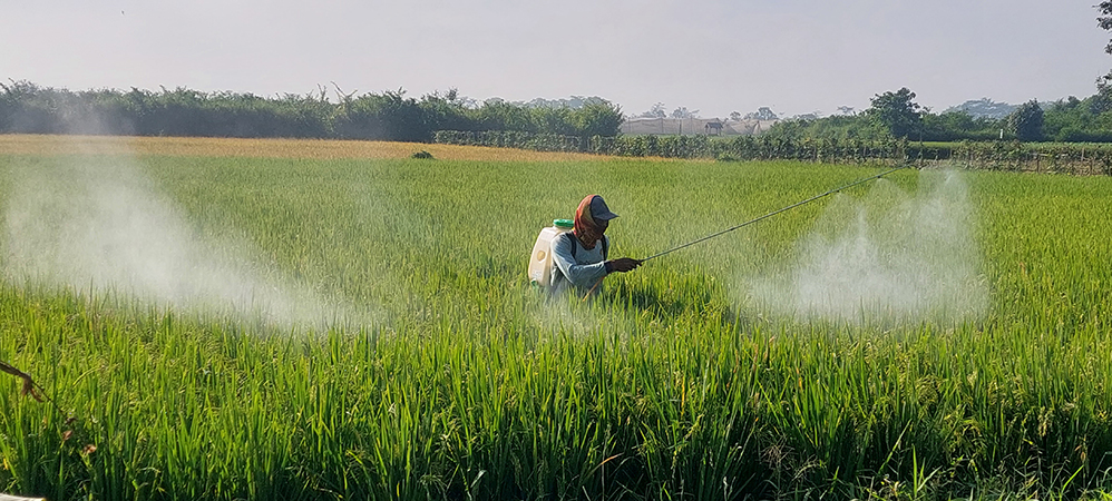 TERUS BEKERJA: Petani memupuk padi di persawahan Desa Klompangan, Kecamatan Ajung.