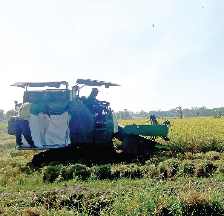 PANEN: Salah satu mesin kombi memanen lahan sawah di perkotaan.