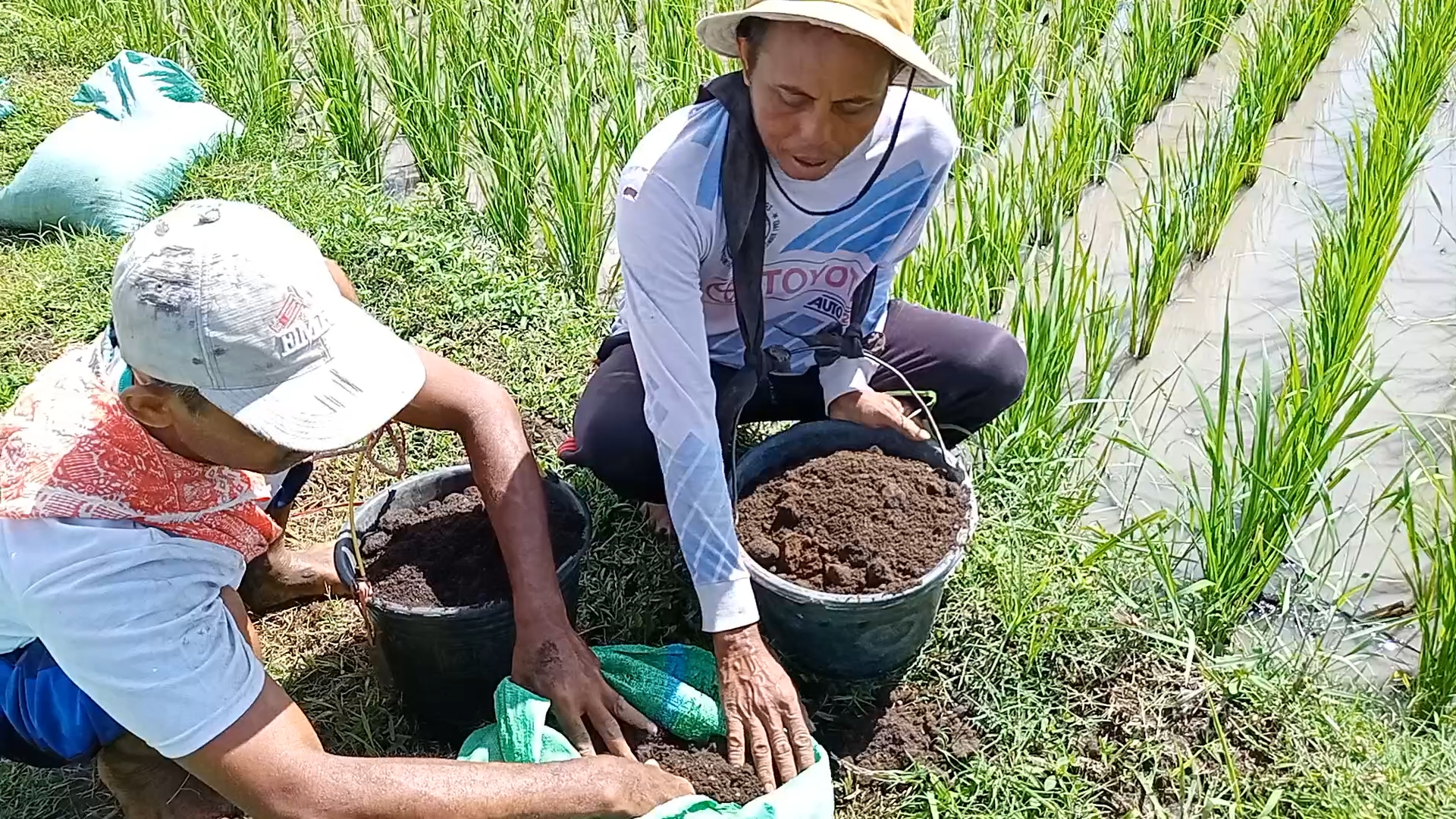 BERTAHAN: Petani di Desa Dukuhdempok, Kecamatan Wuluhan, mengelola sawah menggunakan pupuk organik.