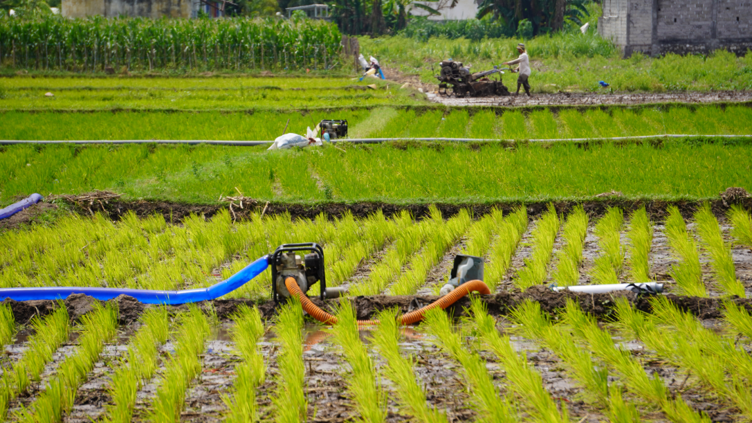 HARUS SIAP DIESEL: Para petani yang sawahnya ada di Desa Puger Wetan, Kecamatan Puger, harus mengairi sawahnya dengan mengambil air dari sumur yang sudah disiapkan.(JUMAI/RADAR JEMBER)