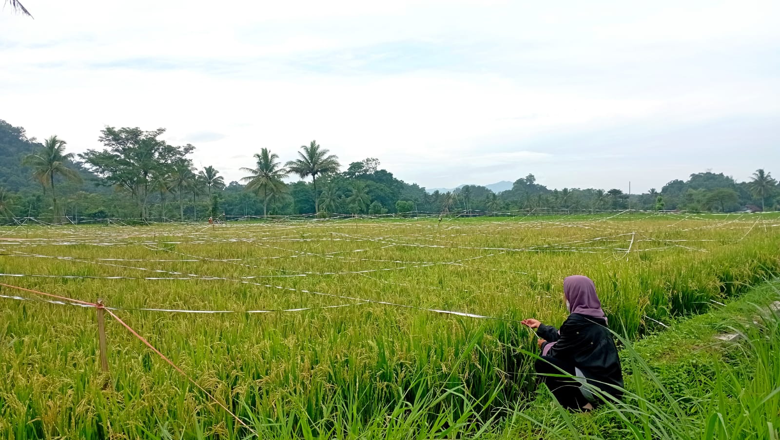 USIR HAMA: Hamparan padi yang sudah menguning tampak di atasnya dipasang tali perak untuk menghalau burung pemakan gabah.