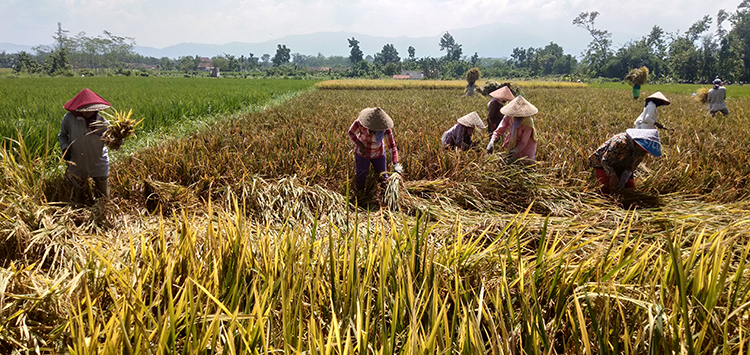 MELIMPAH: Sejumlah buruh tani memanen padi di Jenggawah, kemarin (30/1).