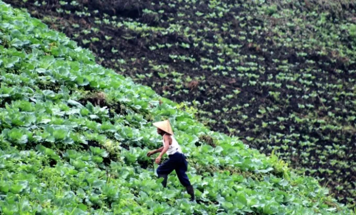 POTENSI ALAM: Petani di Kecamatan Ijen merawat tanaman kubis. Daerah Kecamatan Ijen menjadi lokasi yang berdekatan dengan wilayah hutan. (WAWAN/RADAR JEMBER)
