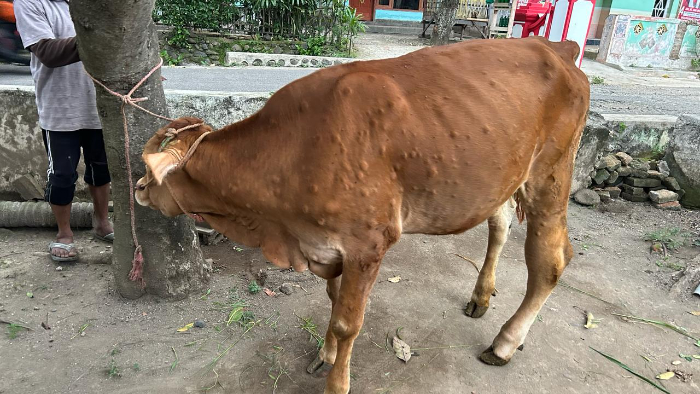 DIRAWAT: Petugas saat memeriksa kondisi sapi yang terjangkit LSD. (Disnakkan Bondowoso)