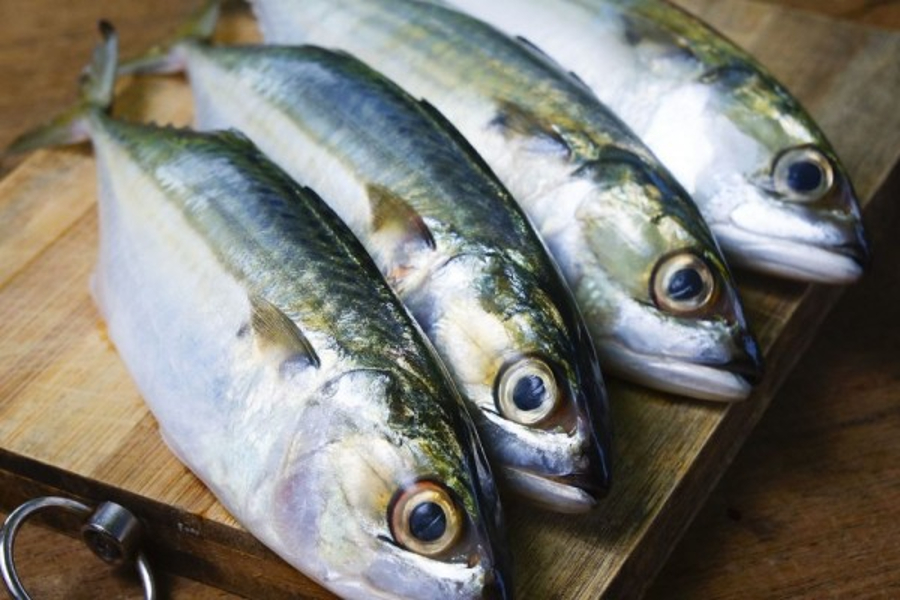 Ikan kembung (foto: fishmesh.ae)