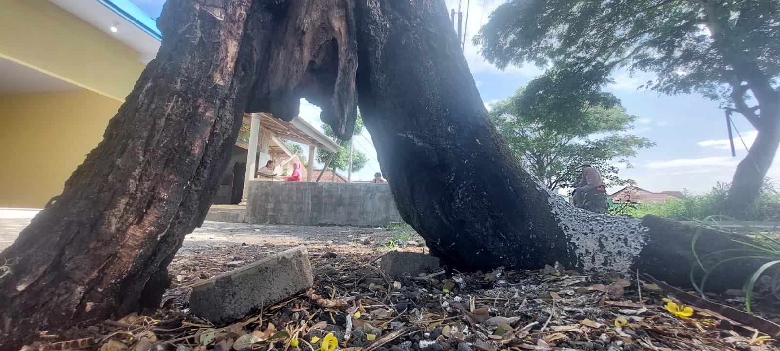 RAWAN TUMBANG: Ada satu pohon yang dibakar warga hingga bagian tengahnya berlubang berada di Jalan jurusan Ambulu ke pantai Watu Ulo, tepatnya di Desa Sumberejo, kecamatan Ambulu, Jember rawan tumbang