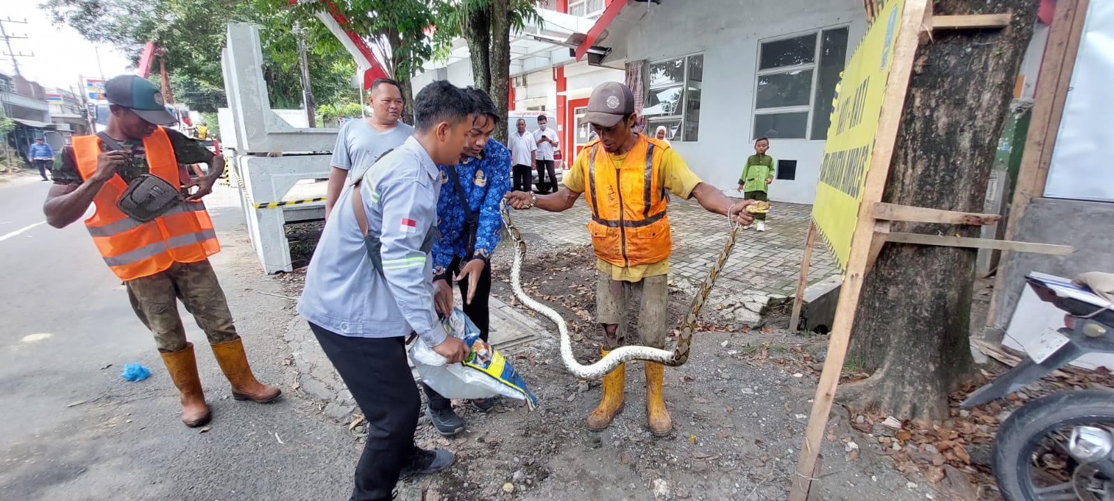 TERTANGKAP: Seekor ular ukuran besar dan panjang saat tertangkap oleh pekerja yang sedang melakukan penggalian jembatan yang ambles di jalan Oto Iskandardinata, mangli, kaliwates. (JUMAI/RJ)