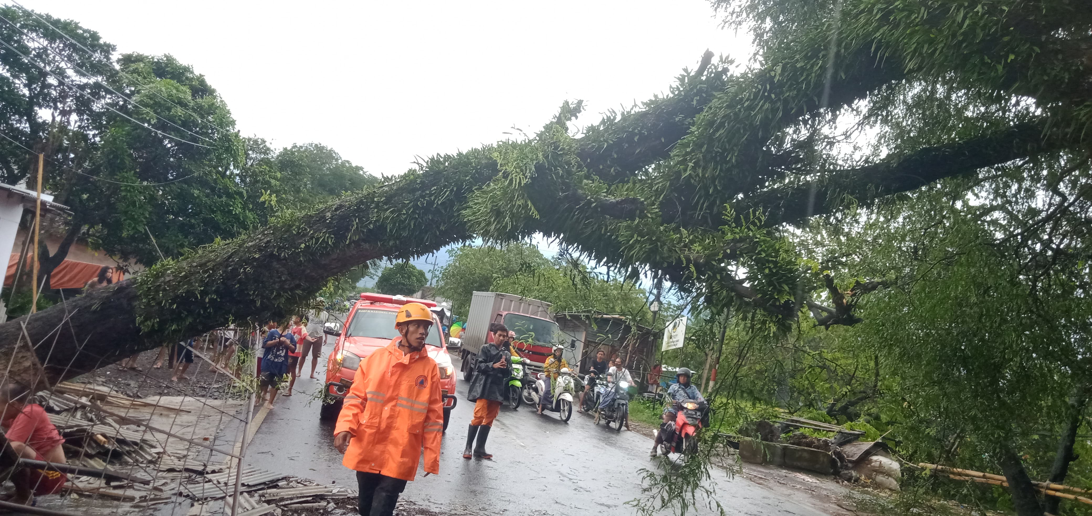 ANGIN KENCANG: Petugas BPBD Bondowoso mengevakuasi pohon tumbang di Desa Sumbersari, Kecamatan Maesan.