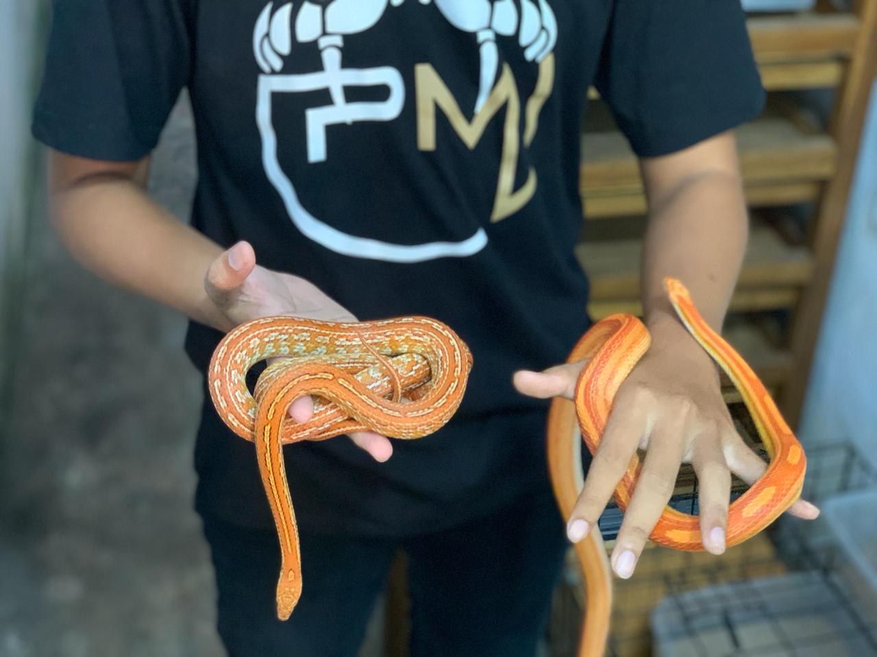 TERNAK: Corn Snake jadi hewan peliharaan yang lebih dekat dengan manusia.