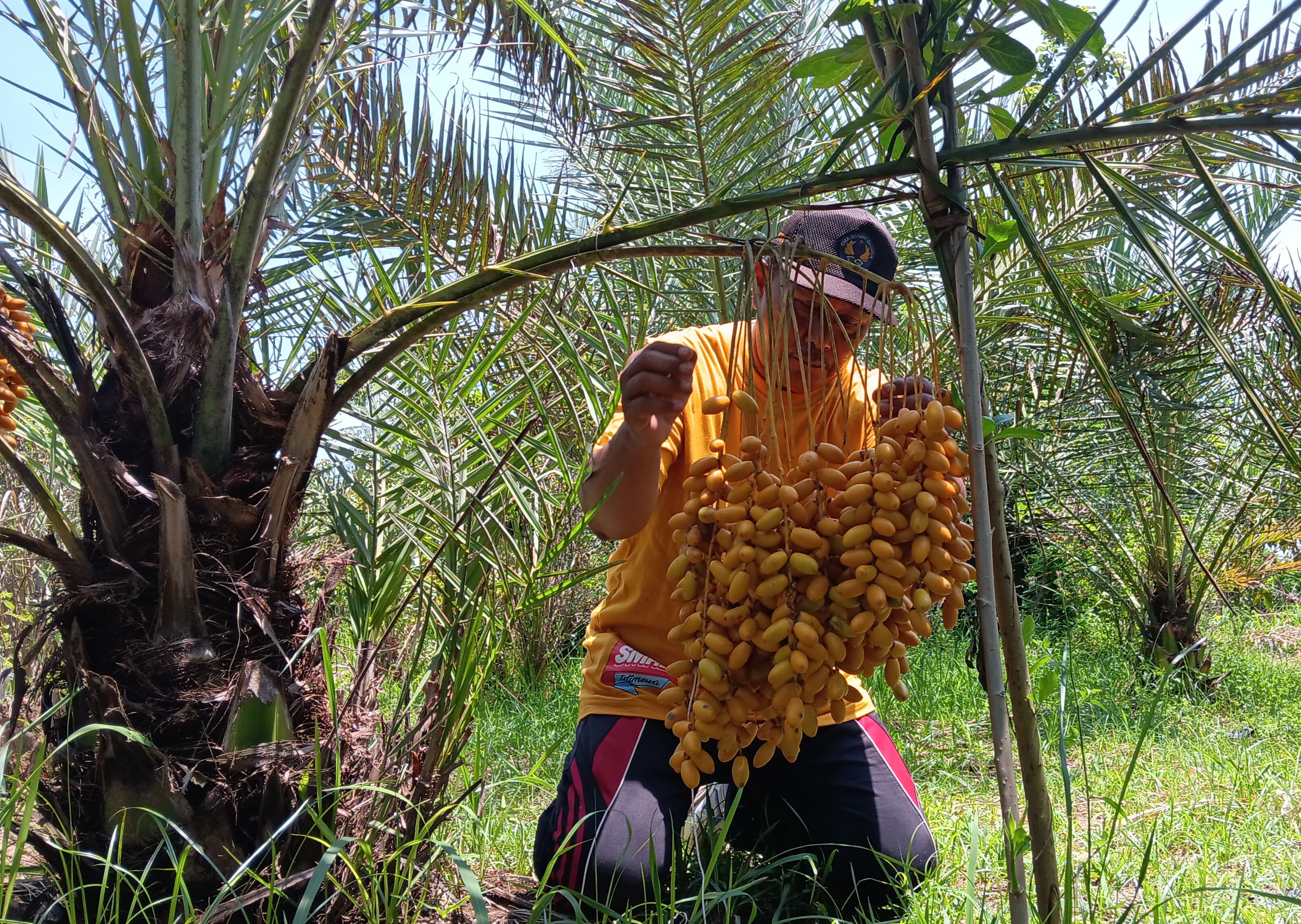 BISA DIPANEN: Pohon kurma yang tumbuh subur di sawah milik Sugito, Desa Sabrang, Kecamatan Ambulu, sudah bisa dinikmati dan dijual.