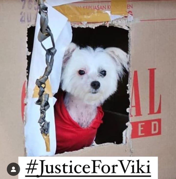 IMUT: Anjing salah satu warga Jember yang dianiaya oleh beberapa pemuda di komplek perumahan beberapa hari lalu. (DOK INSTAGRAM LISA MELIANA)