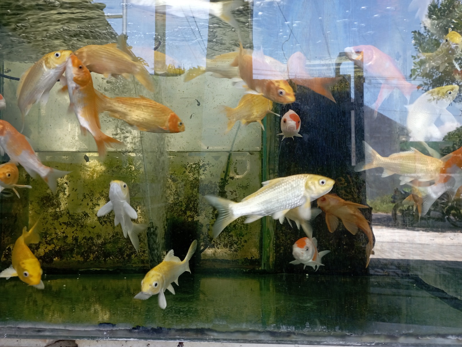 TELATEN: Supiyono, pecinta ikan hias di Bondowoso memeriksa kesehatan koleksi ikan yang ada di rumahnya, untuk memastikan tidak ada yang mengalami masalah.