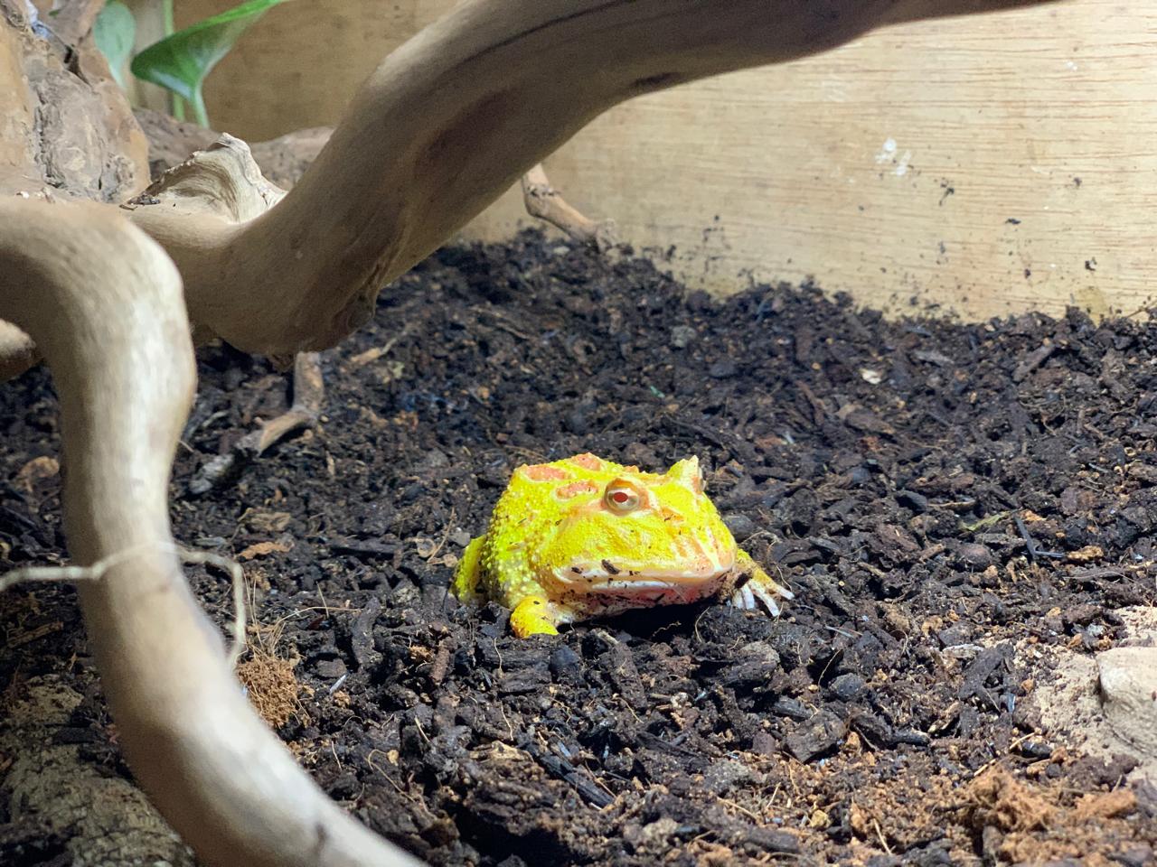 CUKUP MAHAL: Kodok pacman memiliki corak warna yang cantik dan harganya mengikuti pola warnanya.