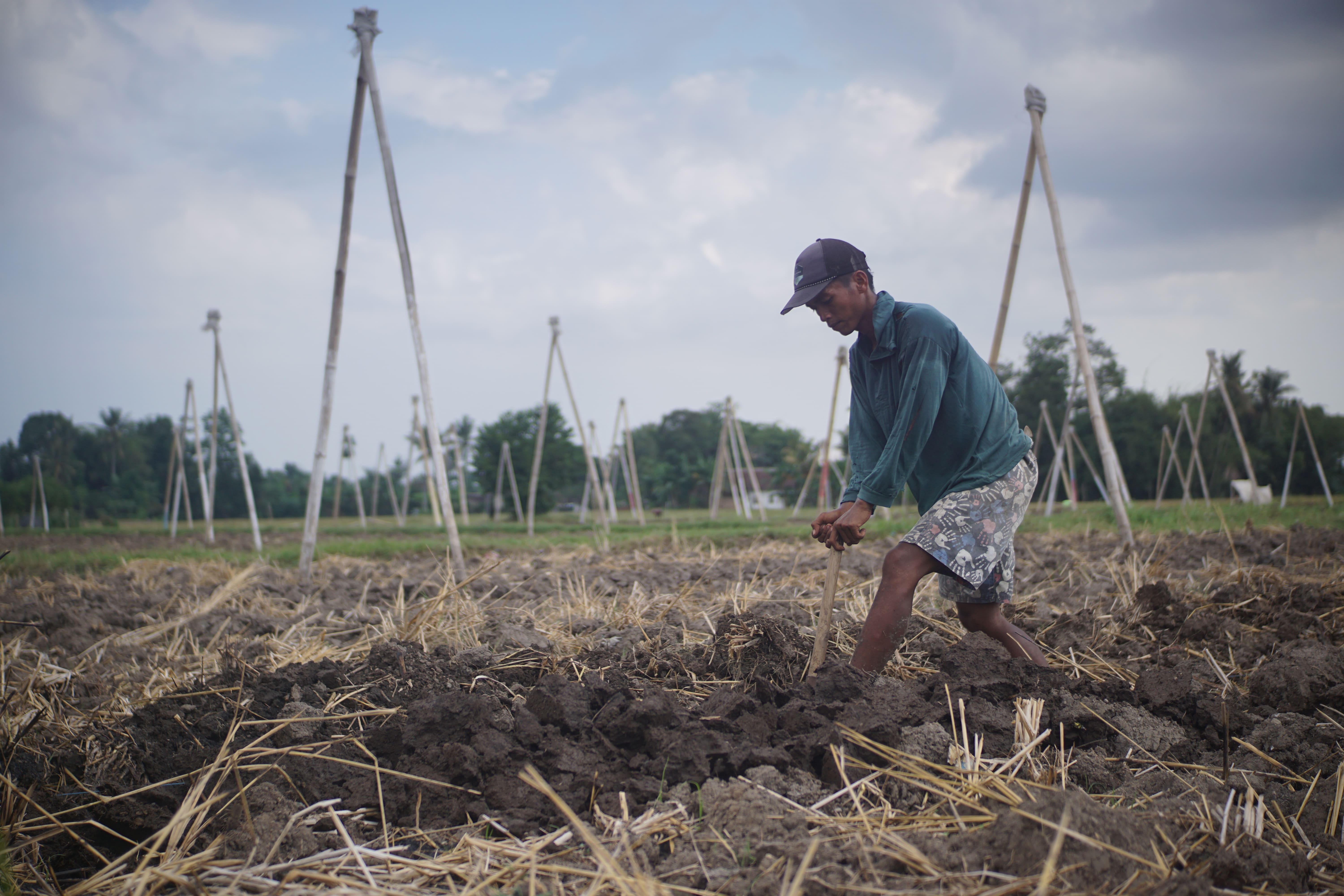 HARUS CEPAT: Beberapa petani di Desa/Kecamatan Mayang menanam 7.000 bibit tembakau di lahan seluas 250 Meter persegi, Minggu (19/5). (YULIO/RJ)