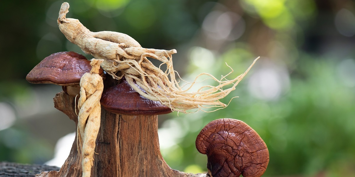 Ginseng and Lingzhi , Reishi mushroom on bokeh nature background.