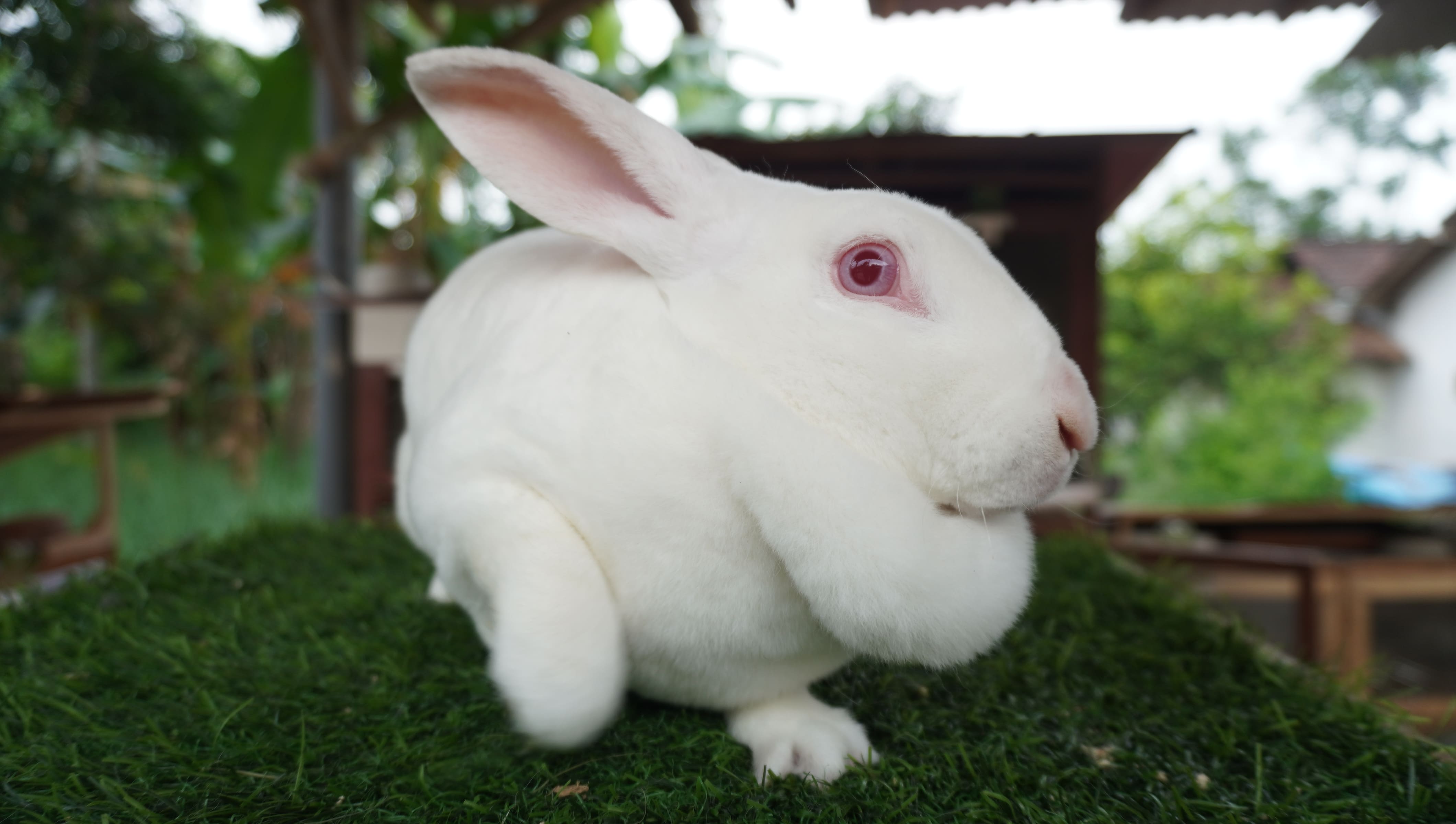 IMUT: Idul Adha identik dengan pemotongan hewan kurban. Apakah Kelinci termasuk yang bisa dikurbankan? (YULIO FA/RADAR JEMBER)