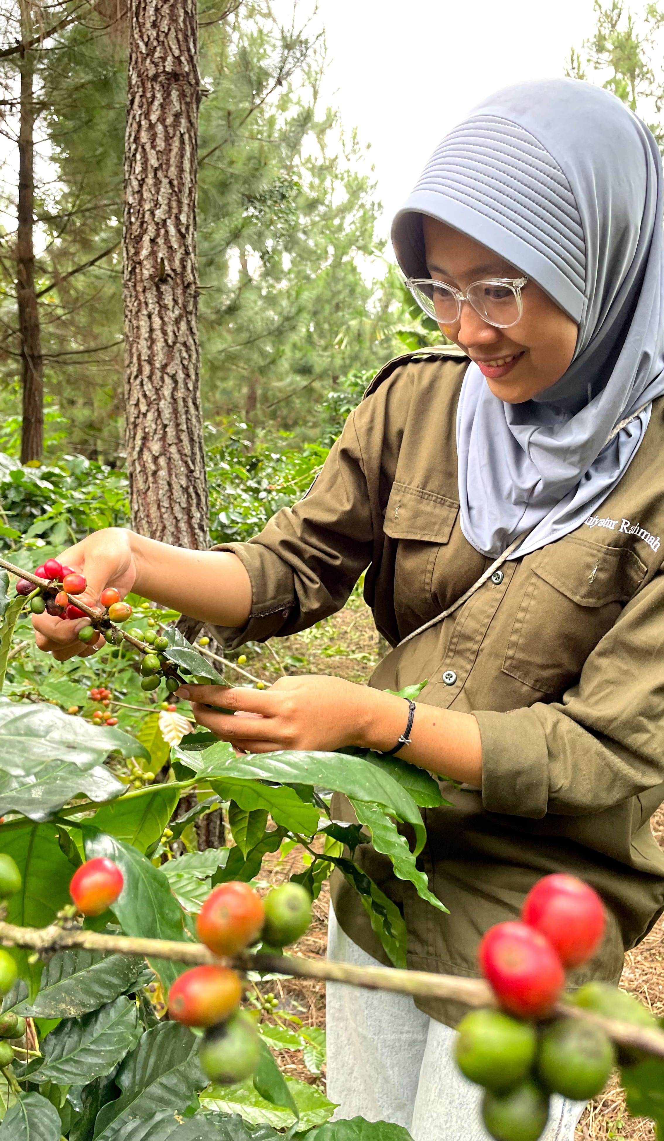SANGAT POTENSIAL: Salah satu mahasiswa mengamati kualitas kopi arabika di Desa Sukorejo, Kecamatan Sumberwringin, Bondowoso. (FAQIH HUMAINI/RADAR IJEN)