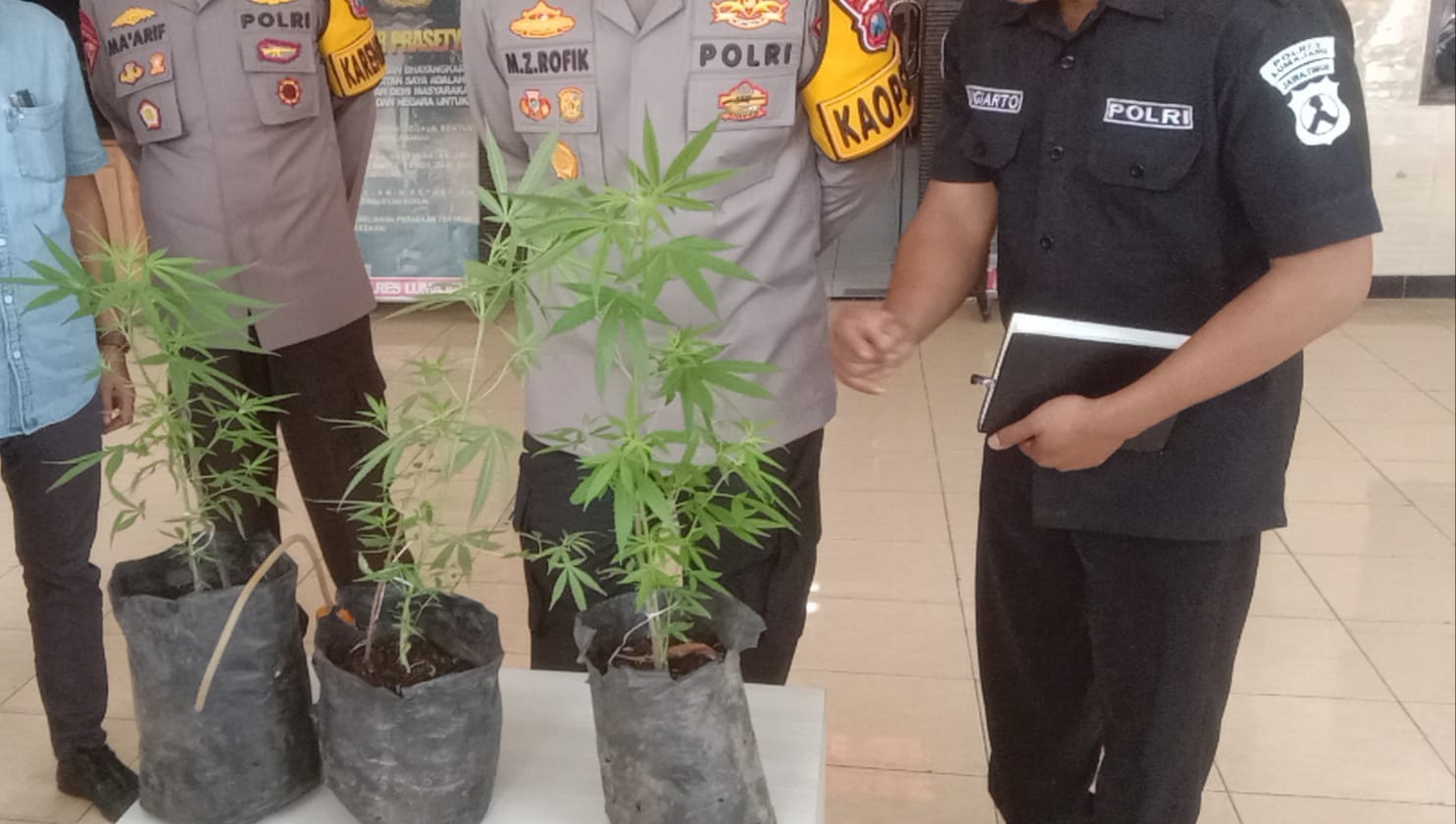 BARANG BUKTI: Penampakan tiga polybag ganja subur saat berada di Mapolres Lumajang.