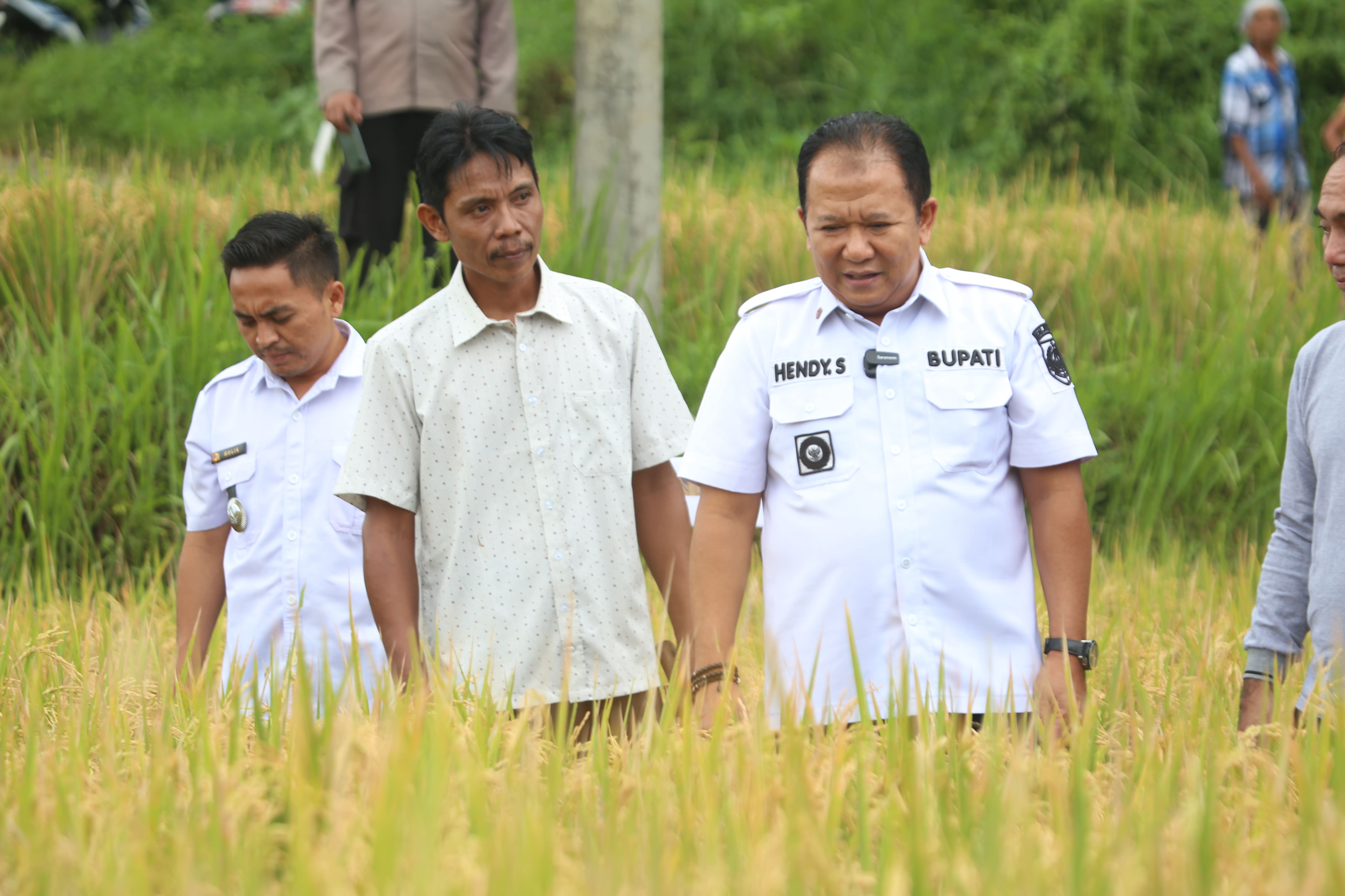 JAGA KETAHANAN PANGAN: Bupati Jember Hendy Siswanto meninjau lahan pertanian di Kecamatan Arjasa.(AZZQAL AZQIYA&rsquo;/RADAR JEMBER)