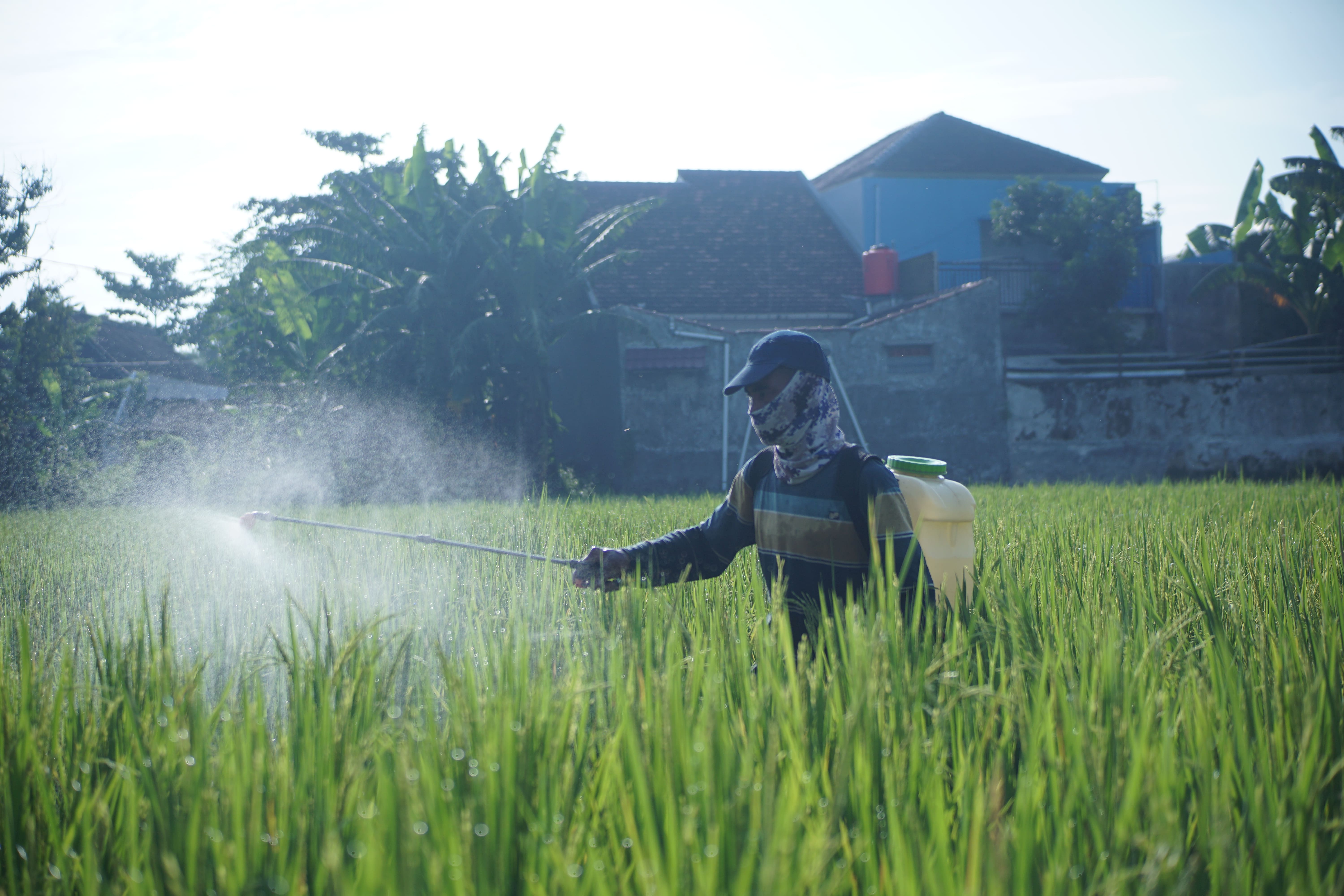 LINDUNGI: Lahan sawah menjadi salah satu sarana ketahanan pangan. Kini terus terancam karena banyaknya pembangunan.(YULIO FA/RADAR JEMBER)