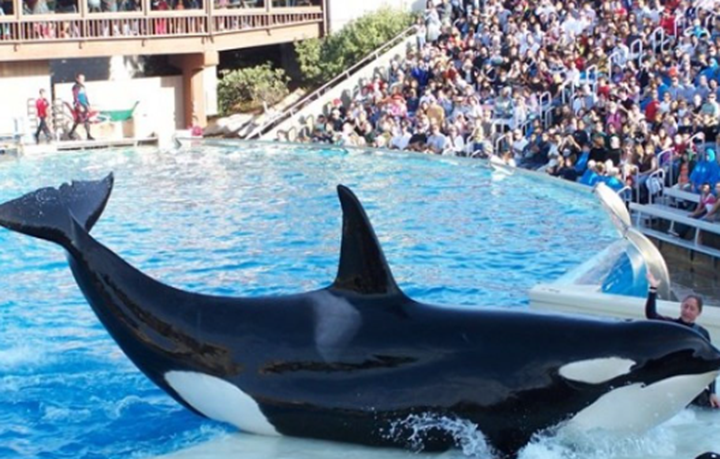 Paus Orca (DOK ANTARANEWS)