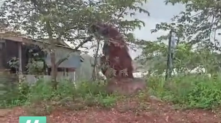 DOK ISTIMEWA