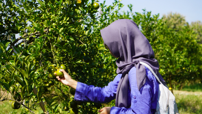 Pengunjung memetik jeruk di kebun inovasi WIsata Petik Jeruk Polije