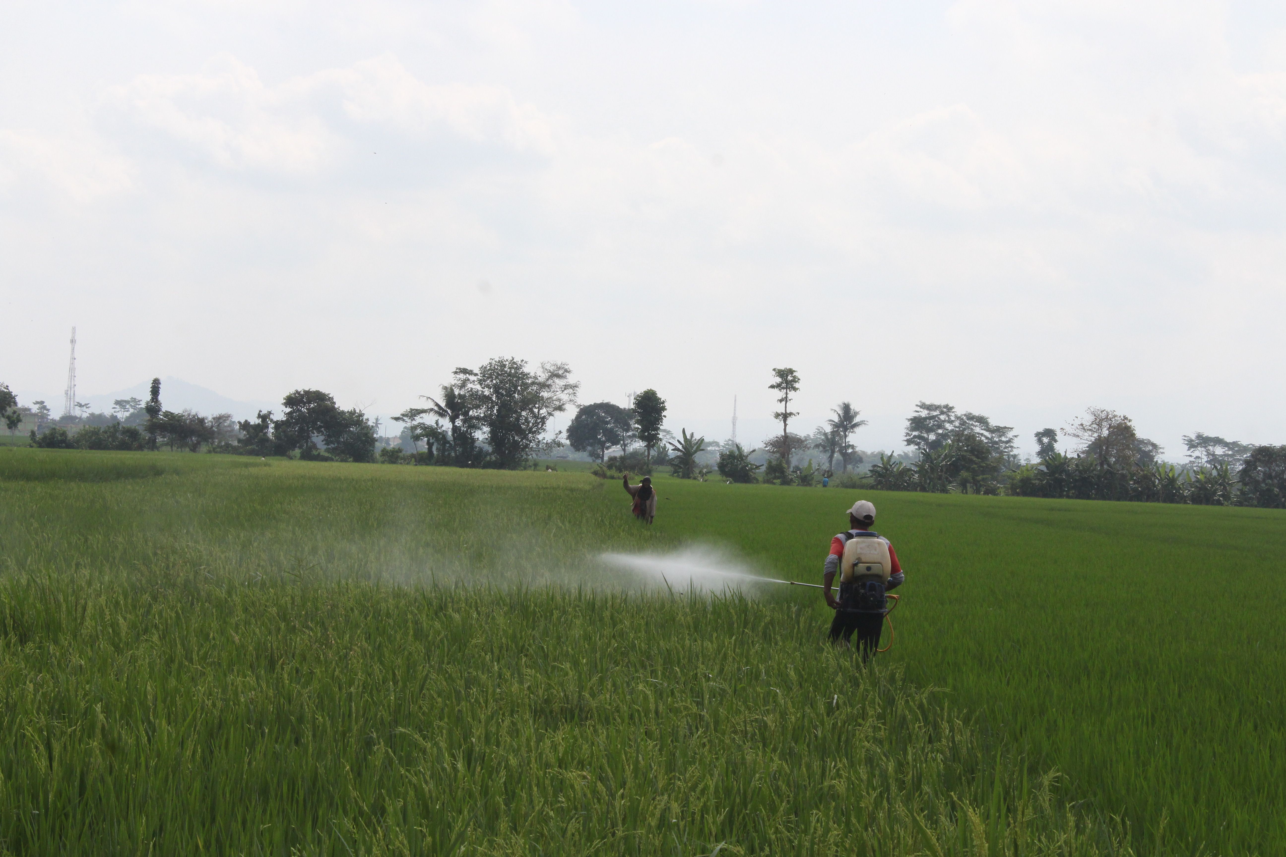PENGENDALIAN: Petani padi di Lumajang melakukan penyemprotan hama sebagai pencegahan.(MUHAMMAD HASBI/RADAR SEMERU)
