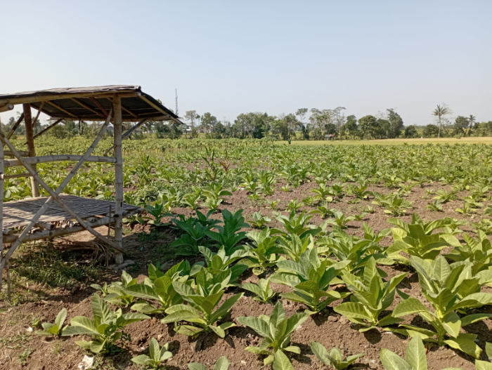 TUMBUH SUBUR: Lahan tembakau di Kecamatan Tegalampel tumbuh cukup subur. Industri pengolahan tembakau menjadi yang terbesar di Bondowoso. HILMI BASKORO/RADAR IJEN
