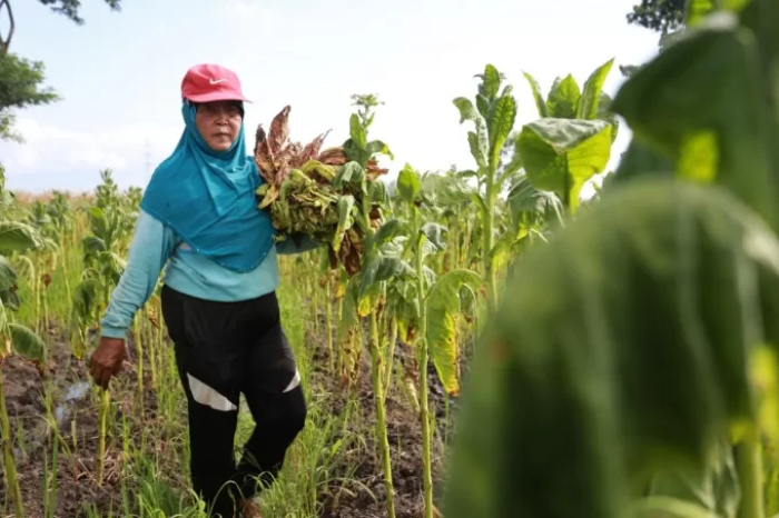 TAK TERLINDUNGI: Petani tanpa memakai sarung tangan ataupun APD lainnya saat bersentuhan dengan daun tembakau. Padahal, terdapat potensi nikotin yang bisa masuk lewat pori-pori kulit. DOKUMENTASI JPRJ