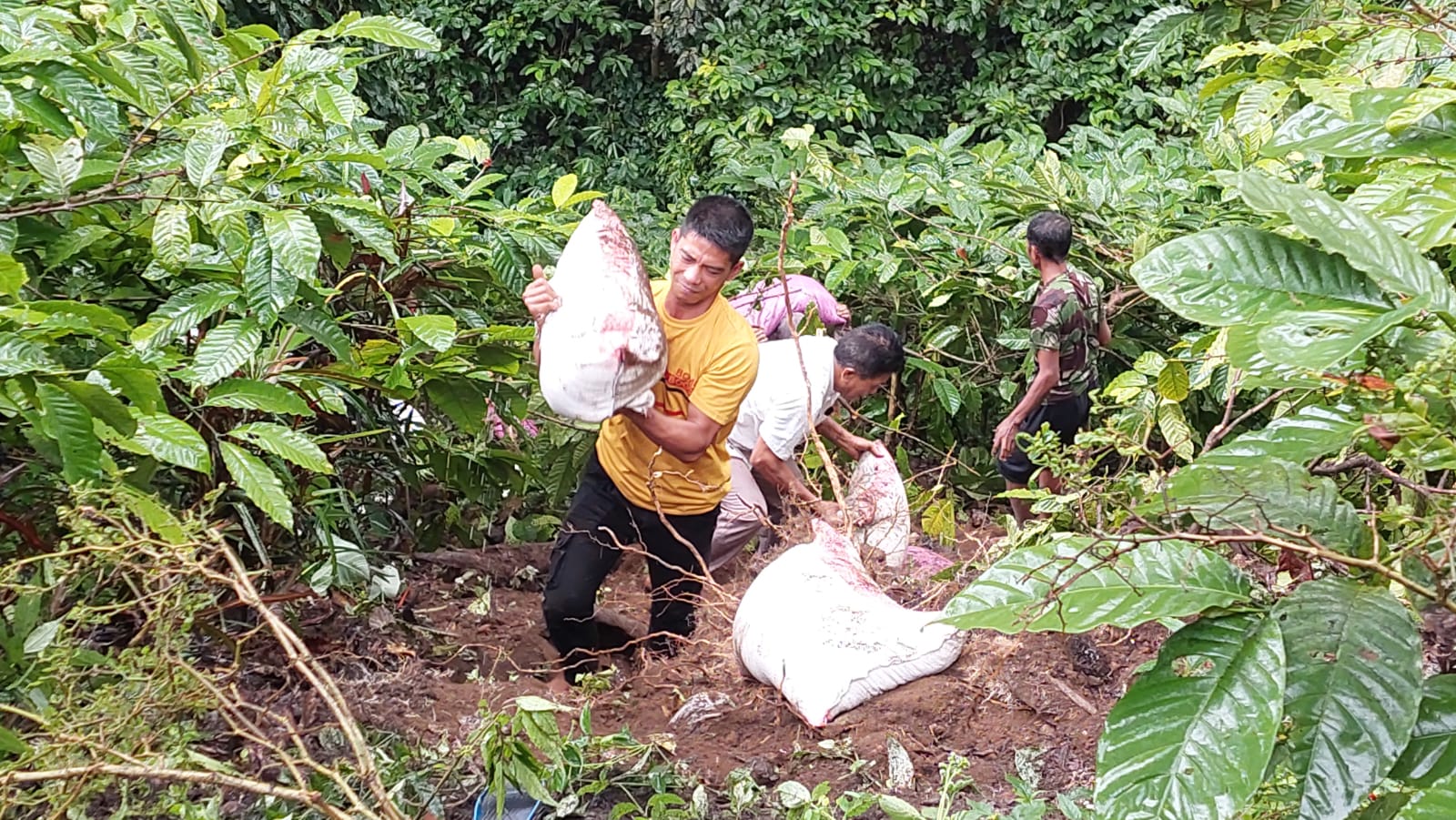 EVAKUASI: Pemilik beras dan sopir mengevakuasi beras yang tumpah di tanaman kopi milik warga di Dusun Curahdamar, Desa Sidomulyo, Kecamatan Silo. Jumai/ Radar Jember