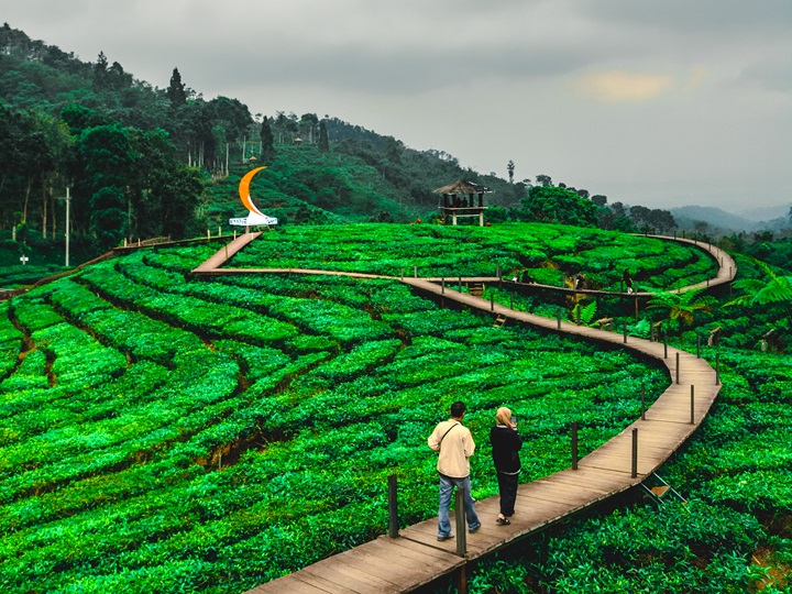KEBUN TEH: Dua orang wisatawan yang berjalan-jalan di Kebun Teh Gunung Gambir, Sumberbaru.(ABDUL SYAKUR HILMY)