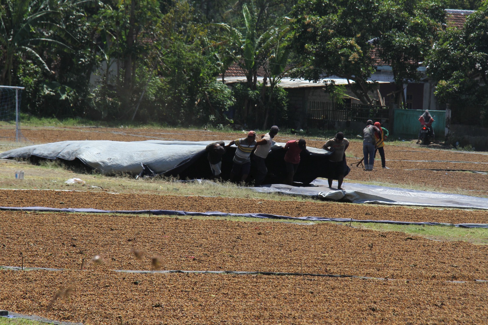 BERKAH: Petani menjemur kopi robusta di lapangan Desa Garahan, Kecamatan Silo, kemarin (20/8). (JUMAI/RJ)