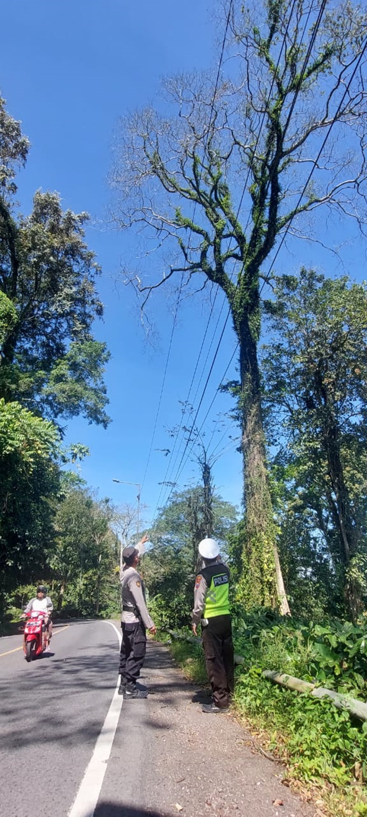 KERING: Pohon berukuran besar di KM 36.800 Dusun Gumitir, Desa Sidomulyo, Kecamatan Silo, Jember rawan terjadi tumbang. (JUMAI/RJ)