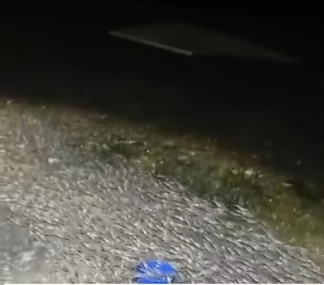 Hasil tangkapan layar saat jutaan udangg naik ke daratan.