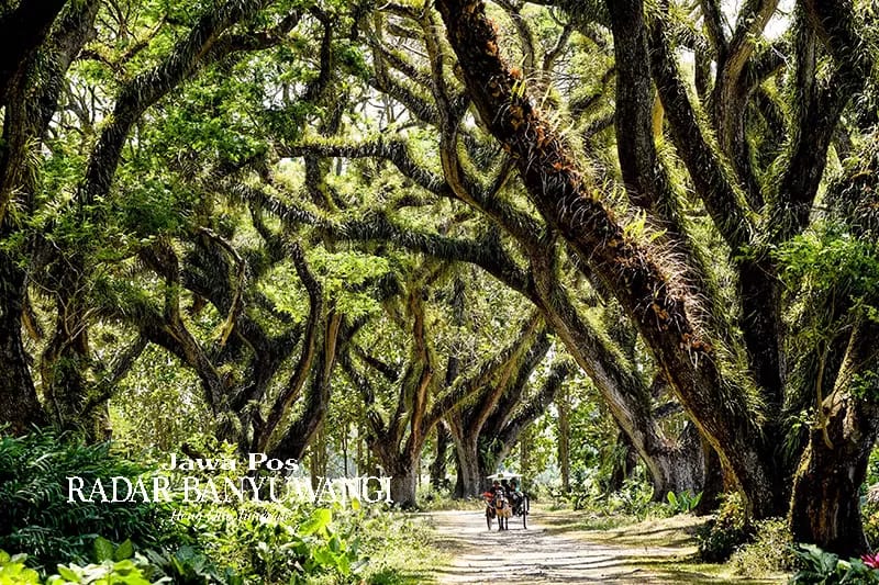 Foto: Suanana teduh dan menyejukkan di De Djawatan Forest, Banyuwangi (Sumber: Radar Banyuwangi)