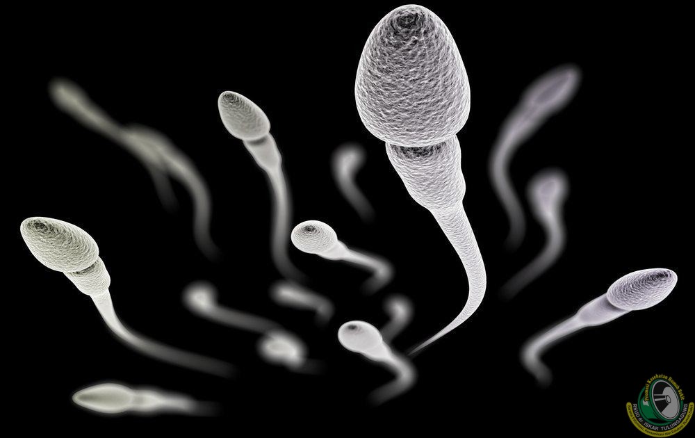 ILUSTRASI SPERMA