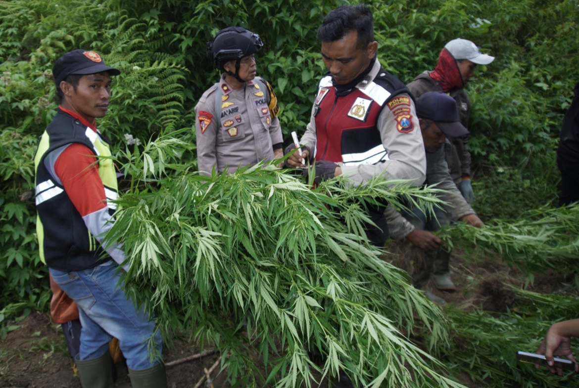 Kepolisian ketika mencabut pohon ganja di ladang tersembunyi yang terletak di lereng Gunung Semeru, beberapa waktu lalu. Pelegalan ganja medis mencuat dalam Rapat RUU Narkotika 2026. (MUHAMMAD HASBI/RADAR SEMERU)