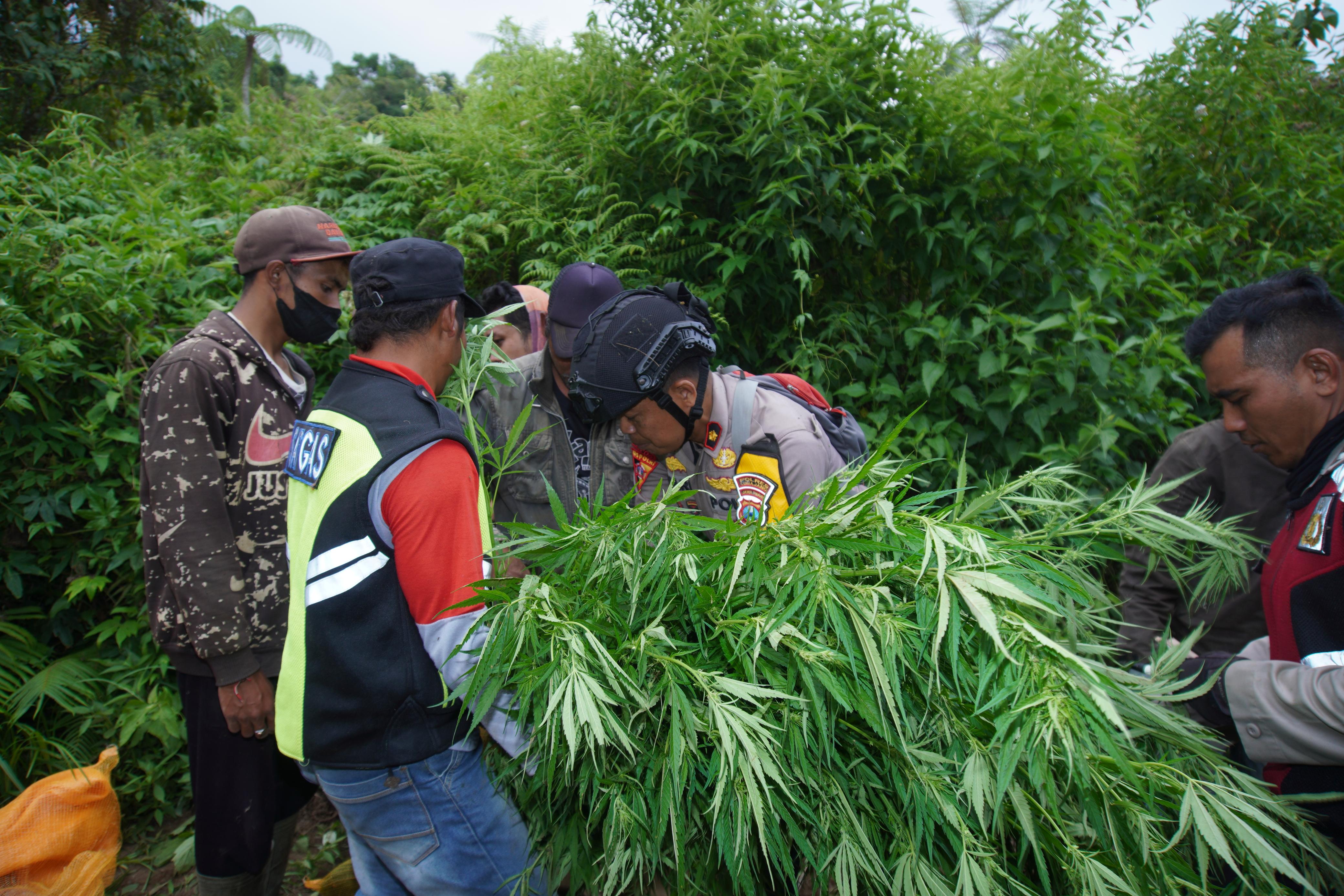 PANEN: Kasus temuan ladang ganja di lereng Gunung Semeru masih dilanjutkan. Kepolisian juga sebelumnya telah berjanji akan mengungkap dalang hingga menyisir habis ladang ganja. (MUHAMMAD HASBI/RAME)
