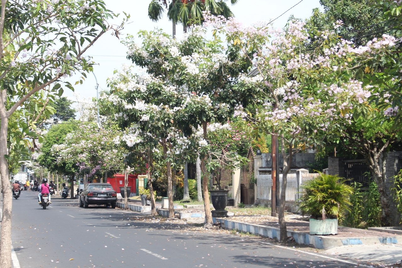 SEPERTI SAKURA: Deretan pohon tabebuya yang tumbuh di Jalan Meyjen Sutoyo jadi spot favorit foto. (HILMI BASKORO/RADAR IJEN)