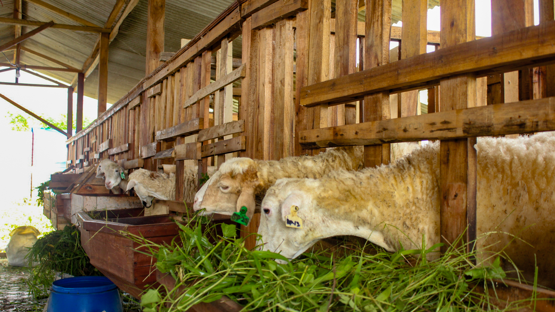 PEMULIHAN: Keberadaan salah satu kandang terpadu untuk ternak kambing yang sudah terisi sejak lama. Kemudian kandang sapi juga diklaim sudah terisi. (MUHAMMAD HASBI/RAME)