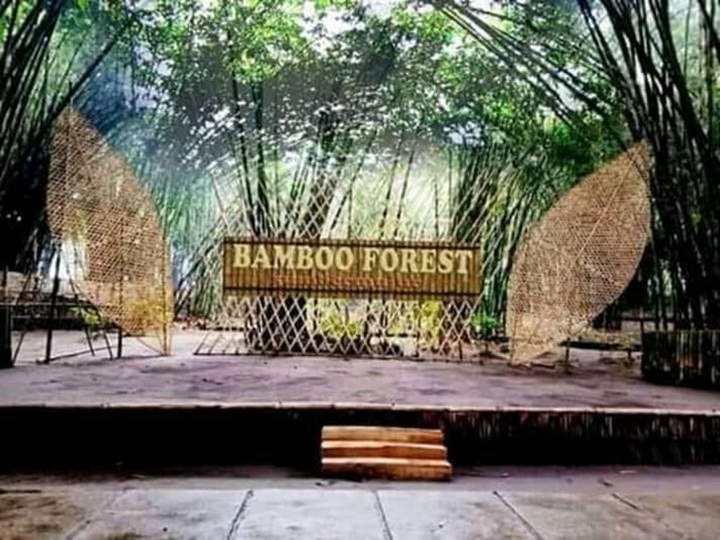 Foto: Hutan bambu Lumajang yang menyimpan berbagai mitos (Sumber: lumajangkab.go.id)