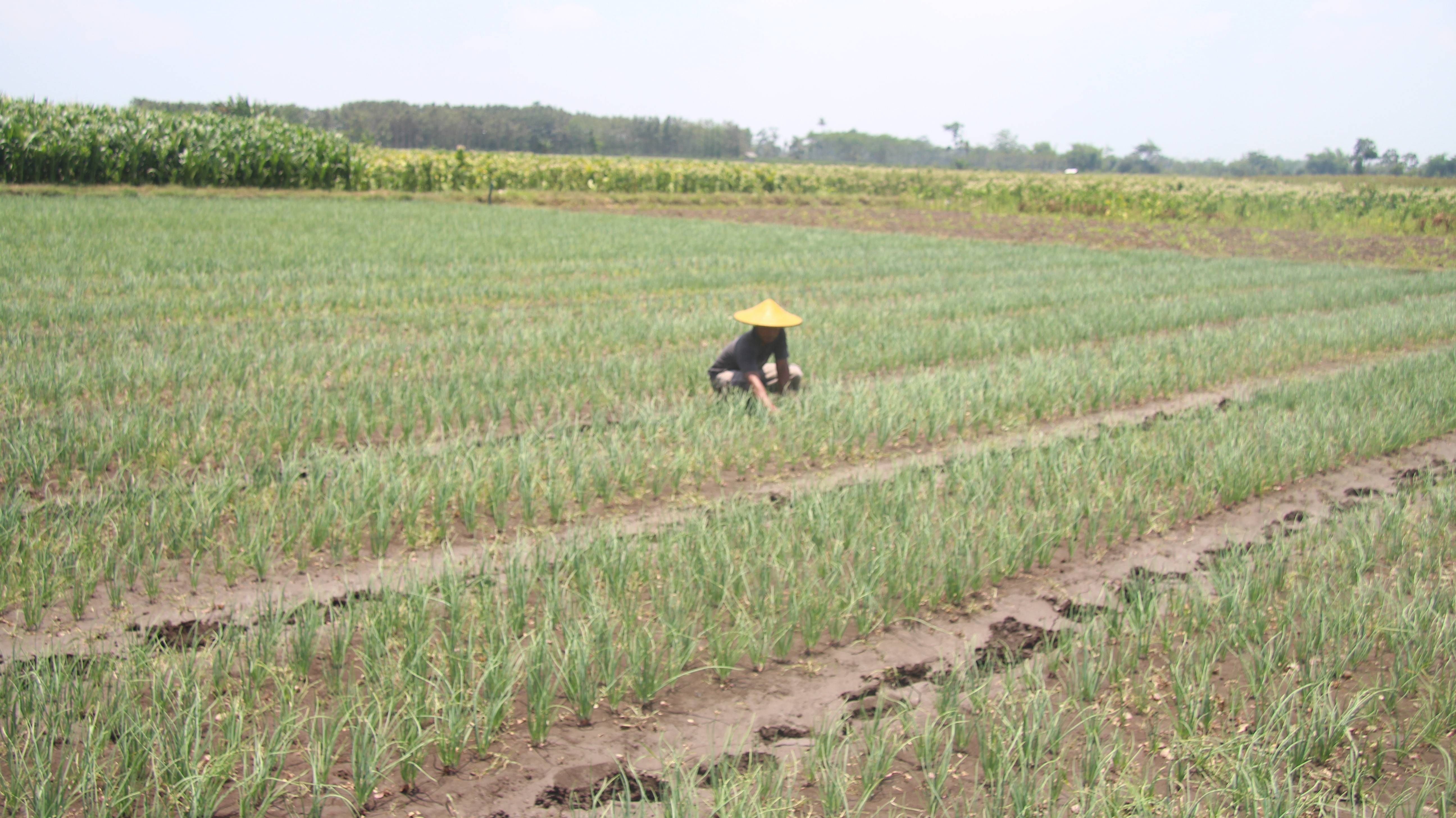BERALIH TANAM: Petani tembakau di Desa Yosowilangun Kidul mulai merubah sejumlah lahan mereka untuk ditanami bawang merah. (MUHAMMAD HASBI/RAME)