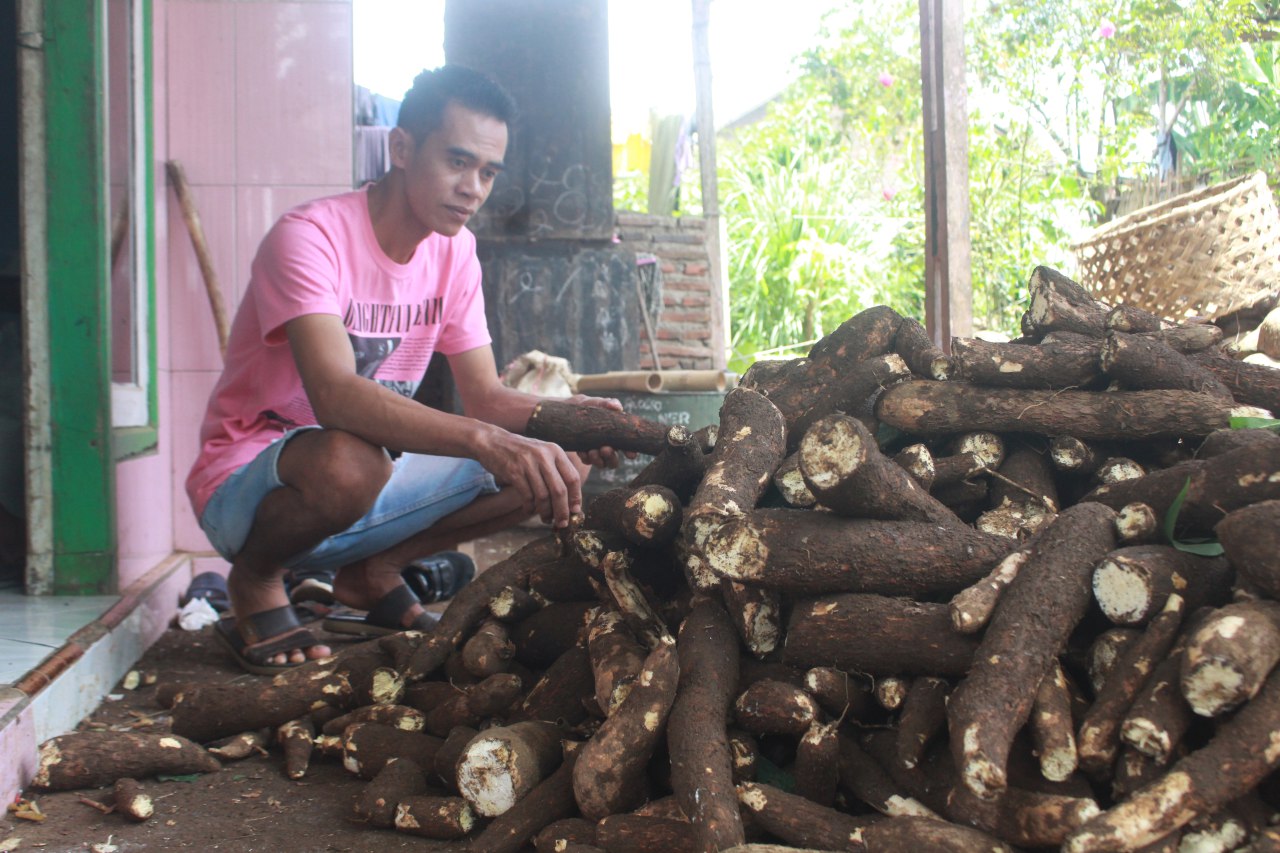 MANIS: Anwar salah satu produsen Singkong di Kecamatan Binakal ketika memilih singkong untuk produksi tapainya.(HILMI BASKORO/RADAR IJEN)