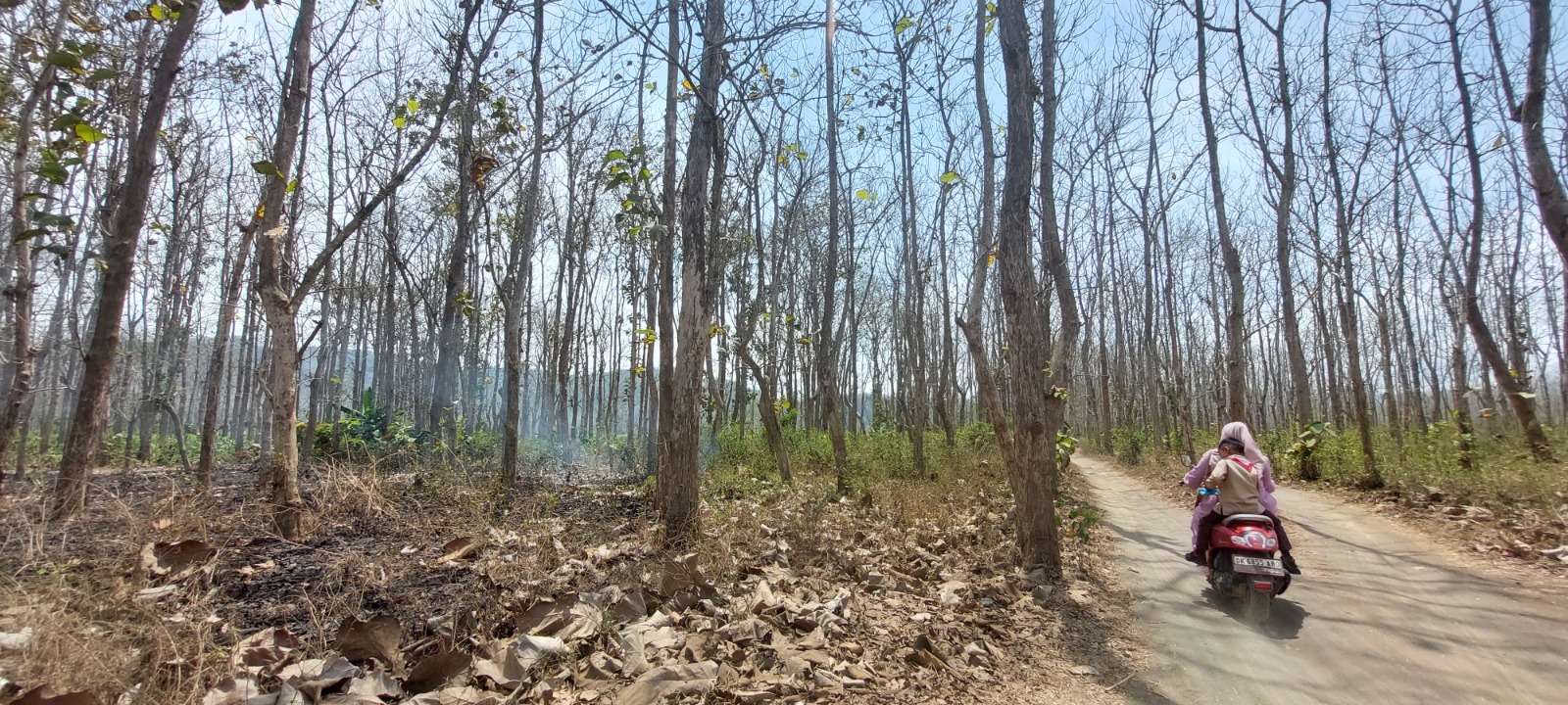 LAHAN TERBAKAR: Lahan pohon jati milik Perhutani di Dusun Ungkalan, Desa Sabrang, Kecamatan Ambulu terbakar. Diduga kebakaran itu ada yang sengaja membakarnya.(JUMAI/RADAR JEMBER)